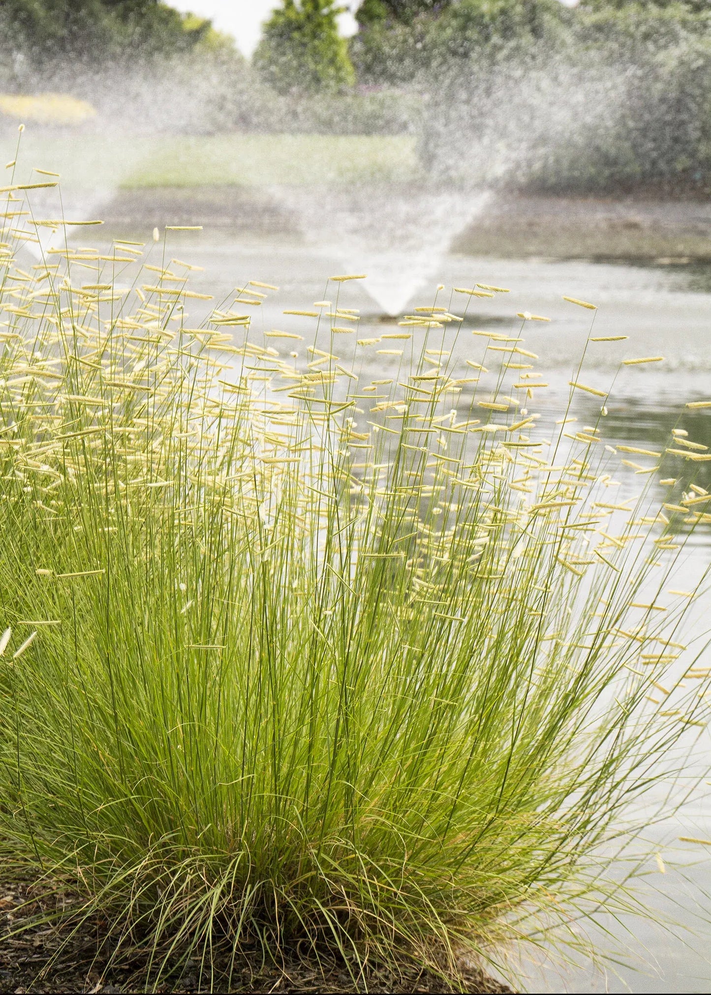 G0092 Grass, Bouteloua 'blonde Ambition' - View 30 from www redcrocus com