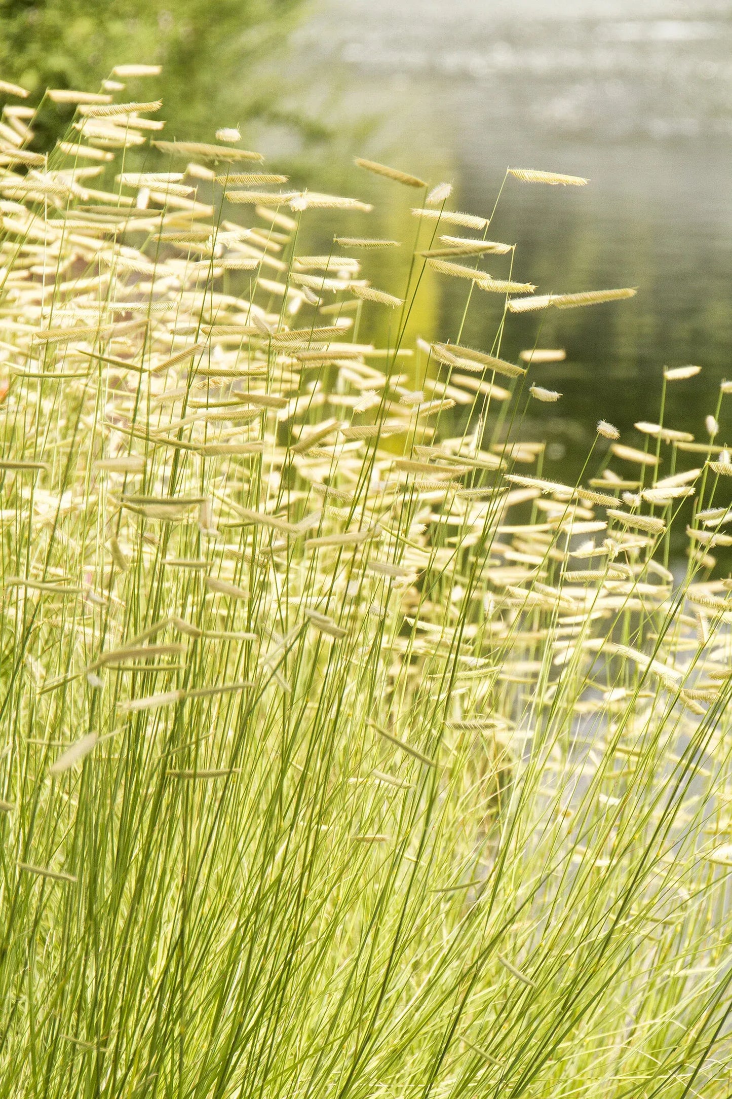 G0092 Grass, Bouteloua 'blonde Ambition' - View 31 from www redcrocus com