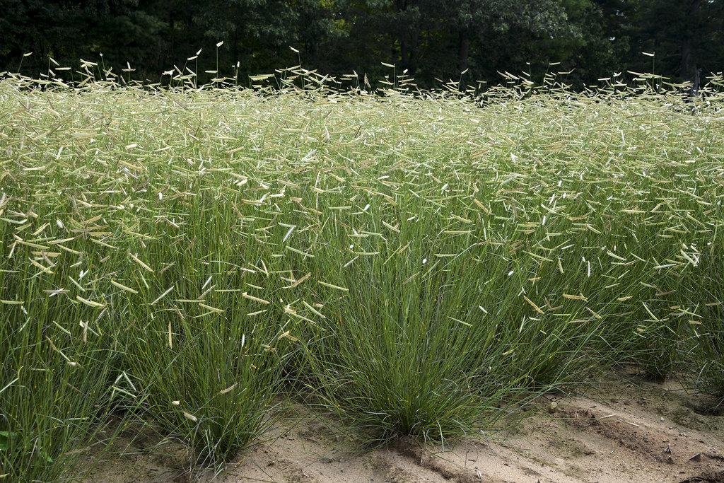 G0092 Grass, Bouteloua 'blonde Ambition' - View 3 from www redcrocus com