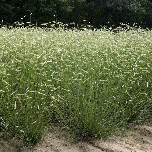 G0092 Grass, Bouteloua 'blonde Ambition' - View 4 from www redcrocus com