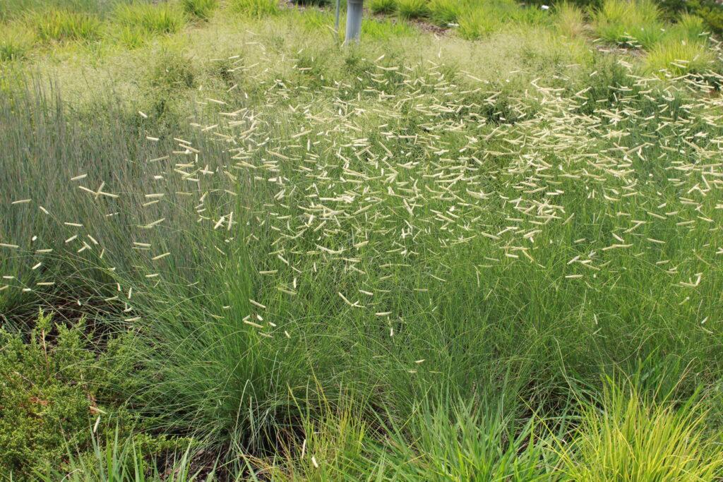 G0092 Grass, Bouteloua 'blonde Ambition' - View 5 from www redcrocus com
