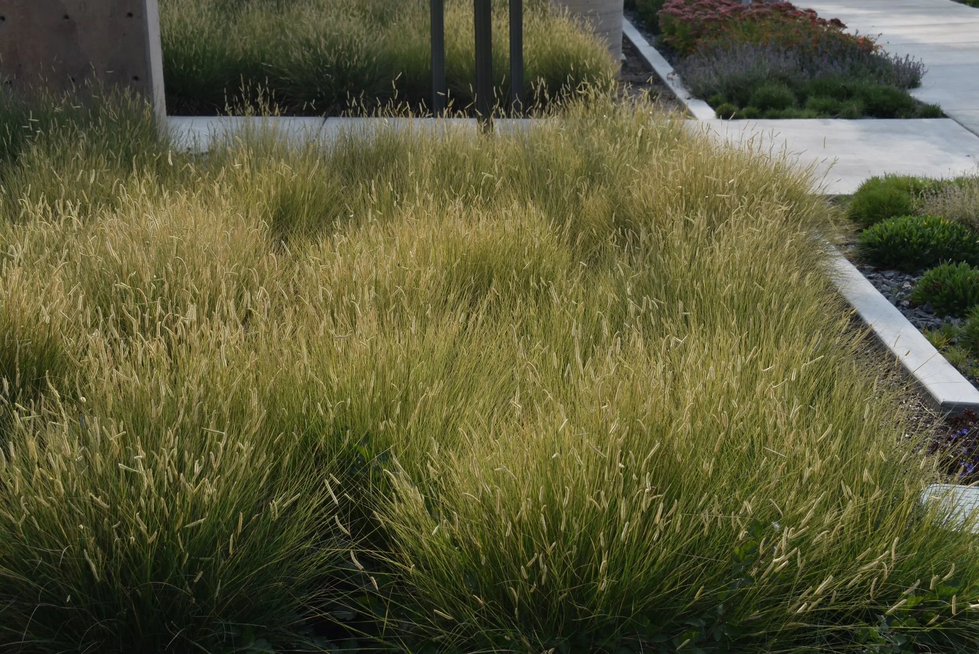 G0092 Grass, Bouteloua 'blonde Ambition' - View 6 from www redcrocus com