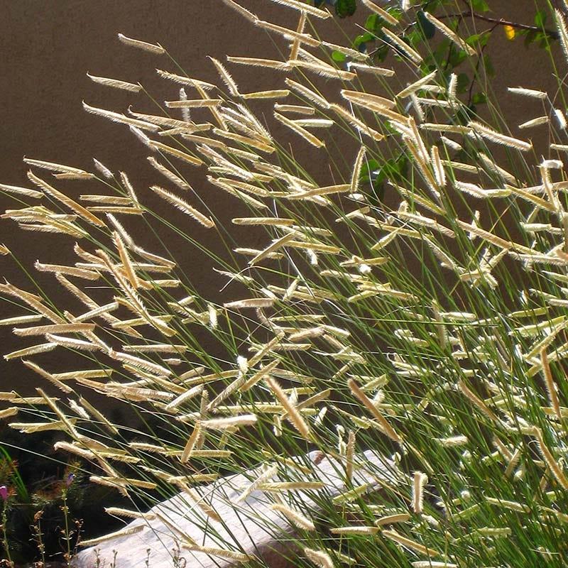 G0092 Grass, Bouteloua 'blonde Ambition' - View 7 from www redcrocus com