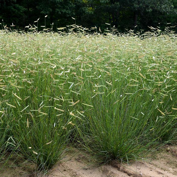 G0092 Grass, Bouteloua 'blonde Ambition' - View 8 from www redcrocus com