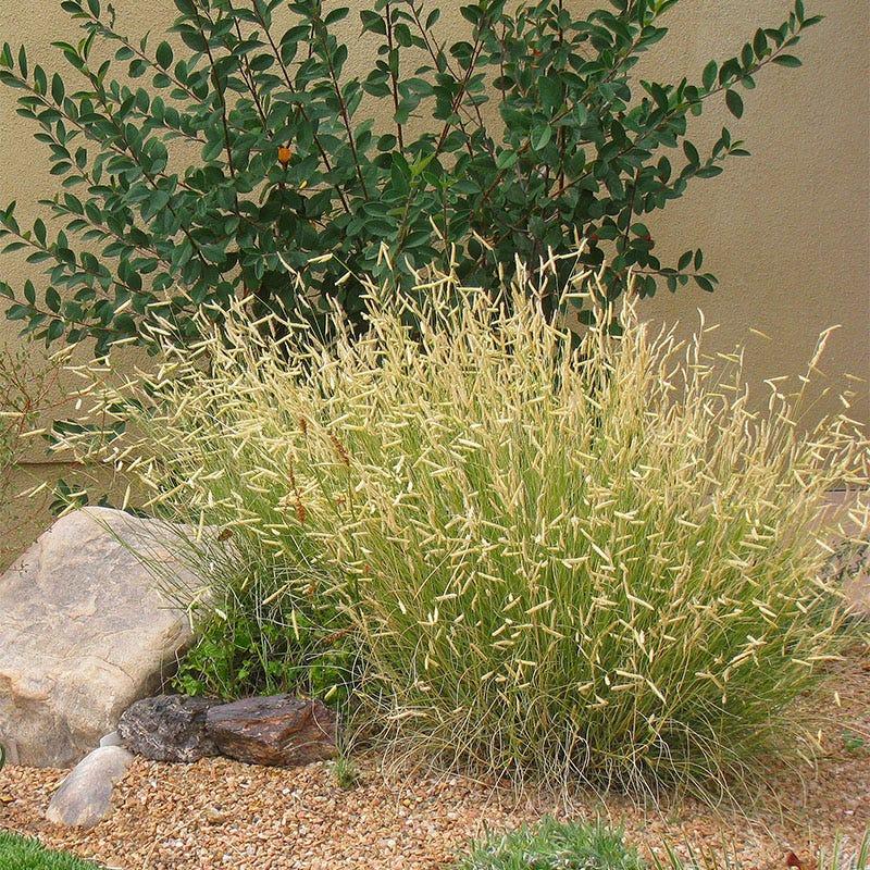 G0092 Grass, Bouteloua 'blonde Ambition' - View 9 from www redcrocus com