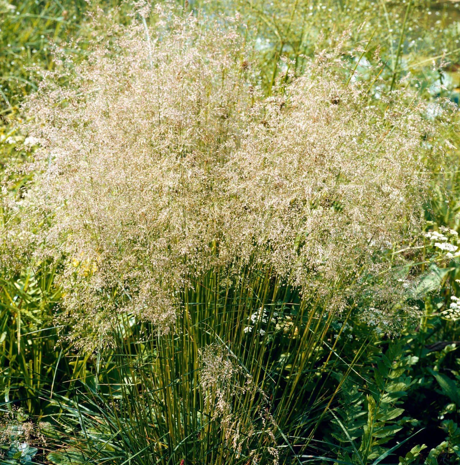 G0095 Grass Deschampsia Cespitosa Goldtau - View 1 from www redcrocus com