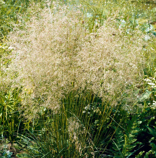 G0095 Grass Deschampsia Cespitosa Goldtau - View 1 from www redcrocus com