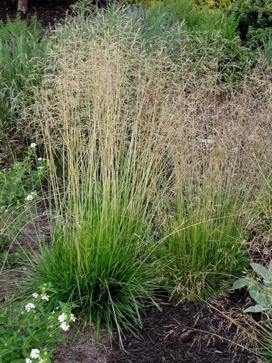G0096 Grass Deschampsia Cespitosa - View 11 from www redcrocus com