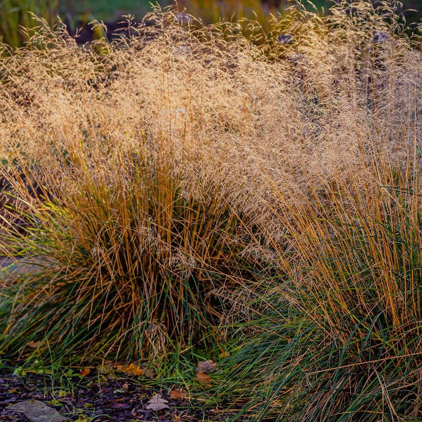G0096 Grass Deschampsia Cespitosa - View 12 from www redcrocus com