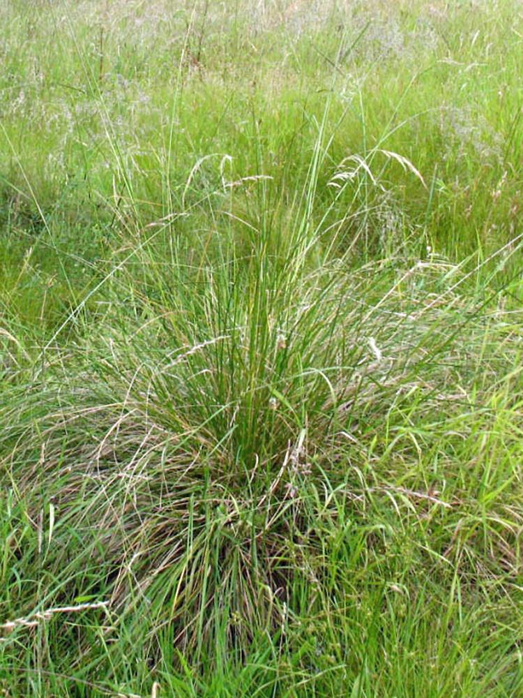 G0096 Grass Deschampsia Cespitosa - View 15 from www redcrocus com