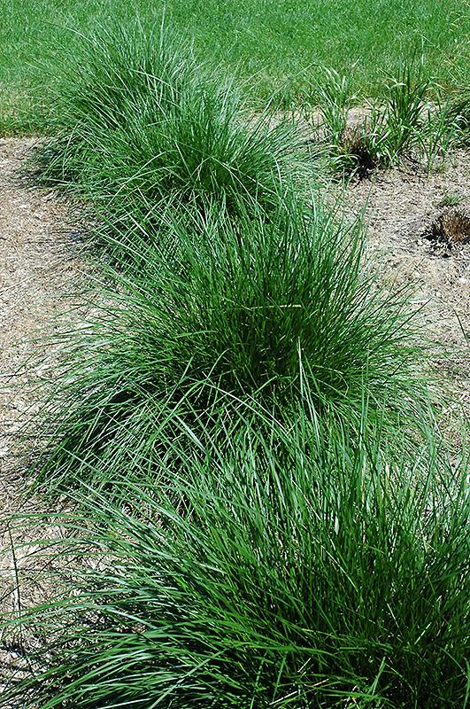 G0096 Grass Deschampsia Cespitosa - View 17 from www redcrocus com