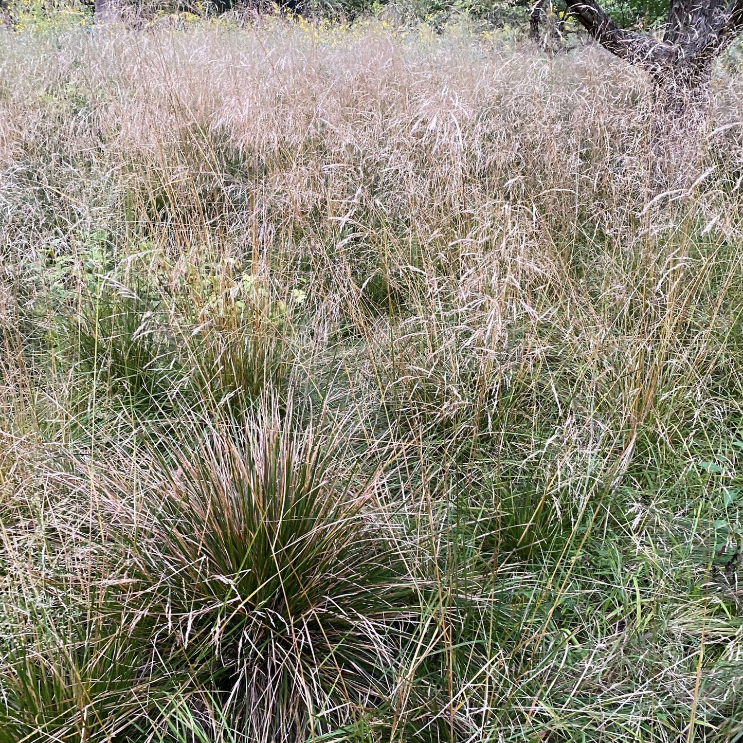 G0096 Grass Deschampsia Cespitosa - View 18 from www redcrocus com