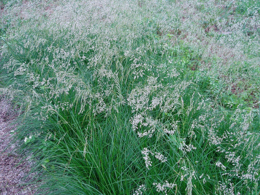 G0096 Grass Deschampsia Cespitosa - View 1 from www redcrocus com