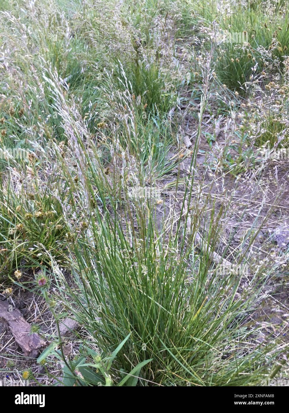 G0096 Grass Deschampsia Cespitosa - View 20 from www redcrocus com