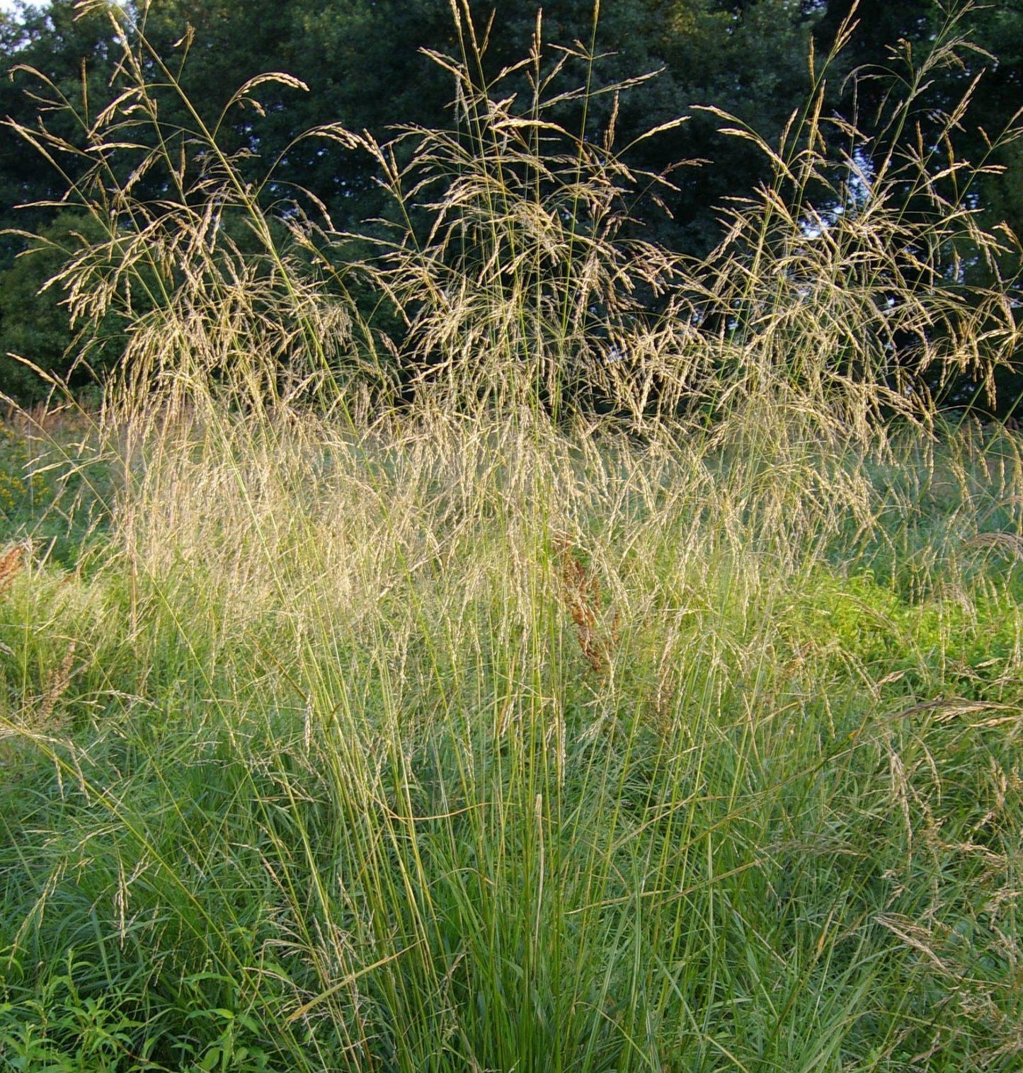 G0096 Grass Deschampsia Cespitosa - View 6 from www redcrocus com