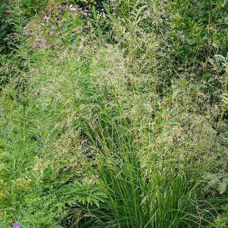 G0096 Grass Deschampsia Cespitosa - View 8 from www redcrocus com