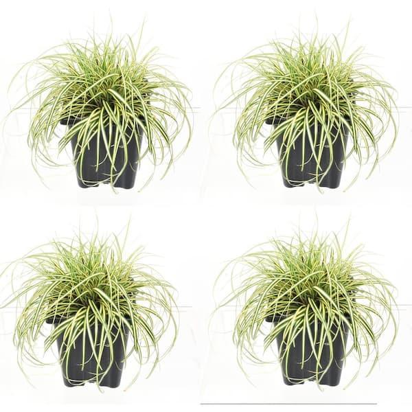 G0097 Grass, Carex Oshimensis 'evergold' - View 10 from www redcrocus com