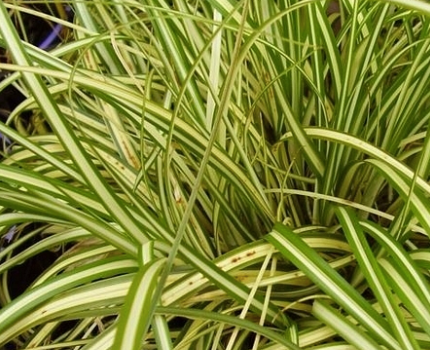 G0097 Grass, Carex Oshimensis 'evergold' - View 11 from www redcrocus com
