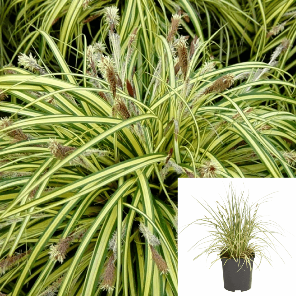 G0097 Grass, Carex Oshimensis 'evergold' - View 12 from www redcrocus com