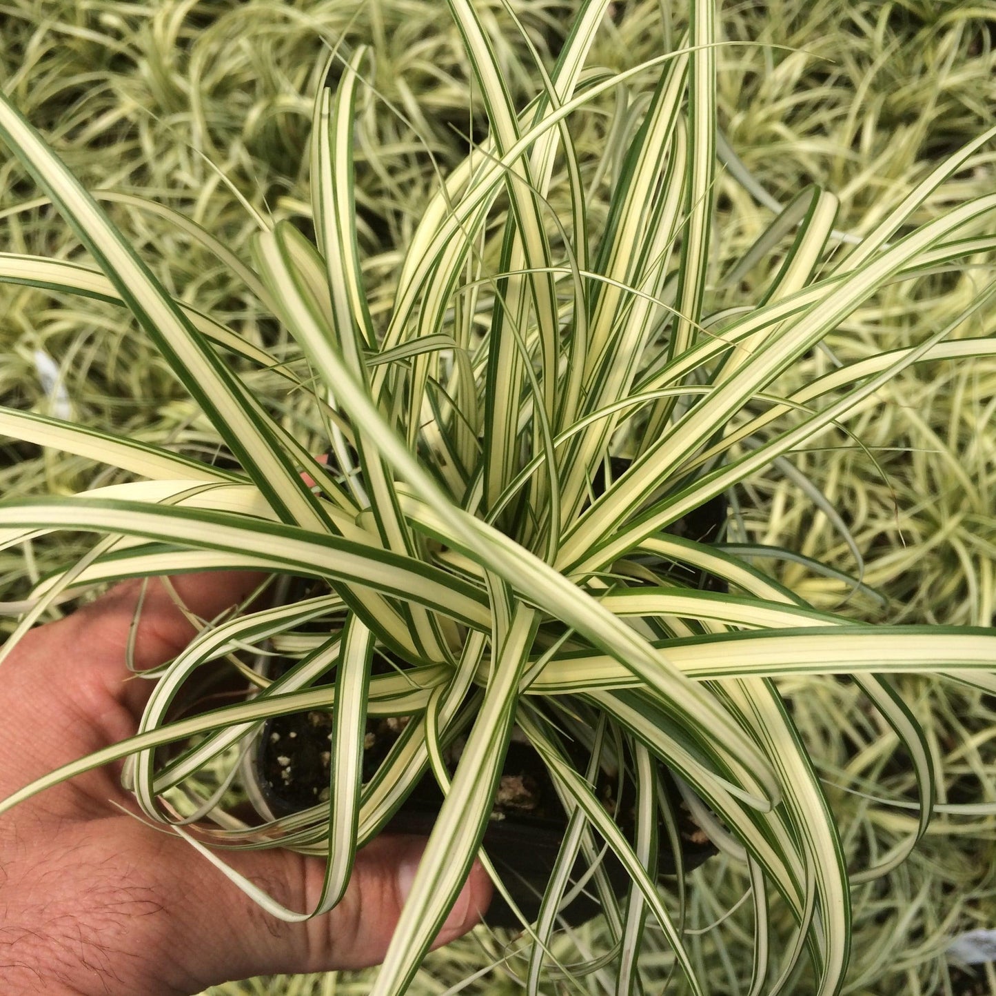 G0097 Grass, Carex Oshimensis 'evergold' - View 13 from www redcrocus com