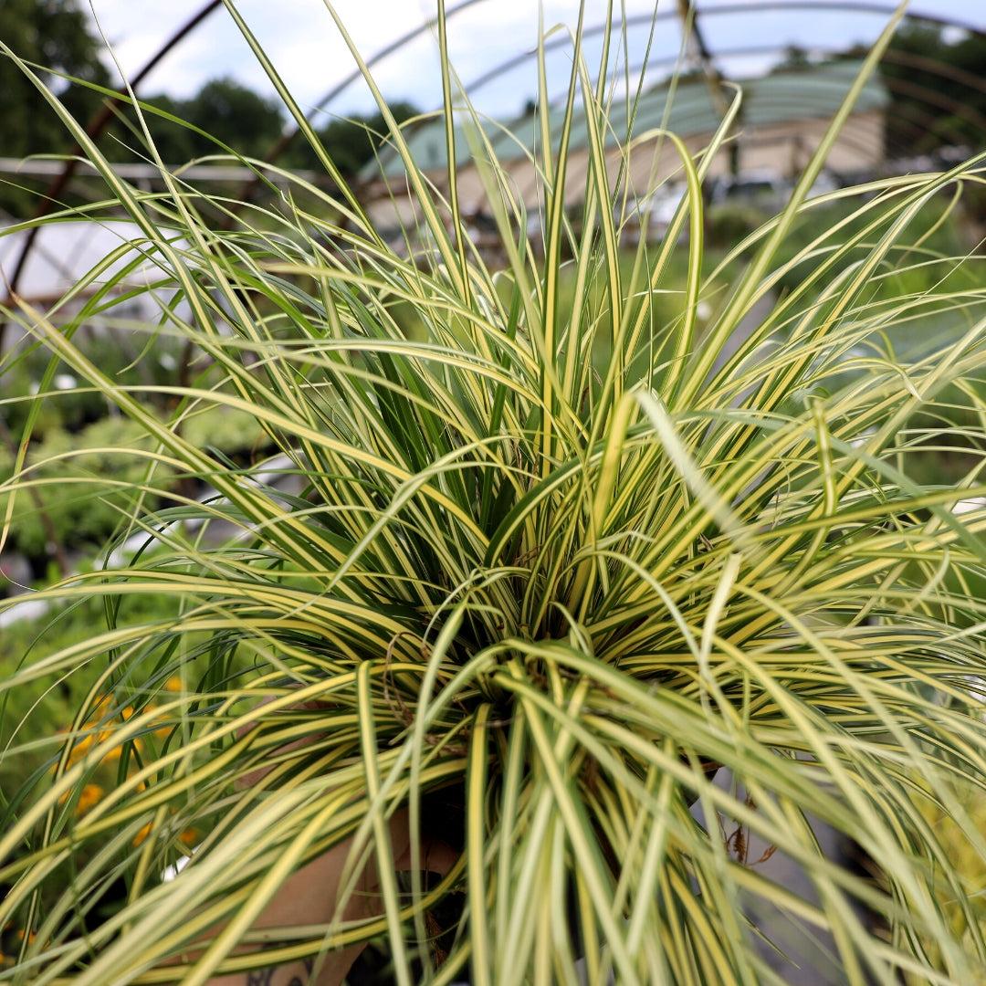 G0097 Grass, Carex Oshimensis 'evergold' - View 15 from www redcrocus com