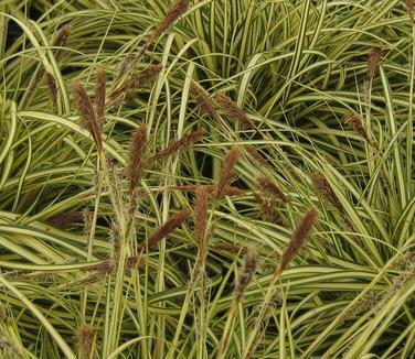 G0097 Grass, Carex Oshimensis 'evergold' - View 16 from www redcrocus com