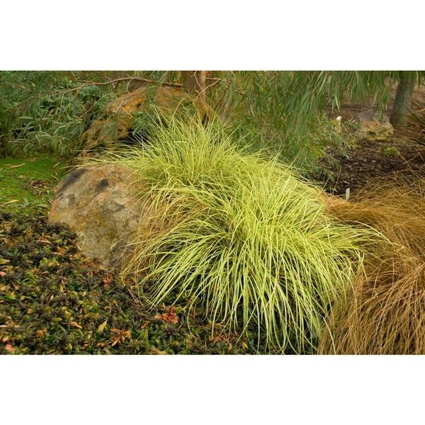 G0097 Grass, Carex Oshimensis 'evergold' - View 17 from www redcrocus com