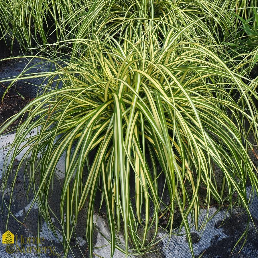 G0097 Grass, Carex Oshimensis 'evergold' - View 19 from www redcrocus com