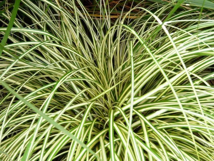 G0097 Grass, Carex Oshimensis 'evergold' - View 1 from www redcrocus com