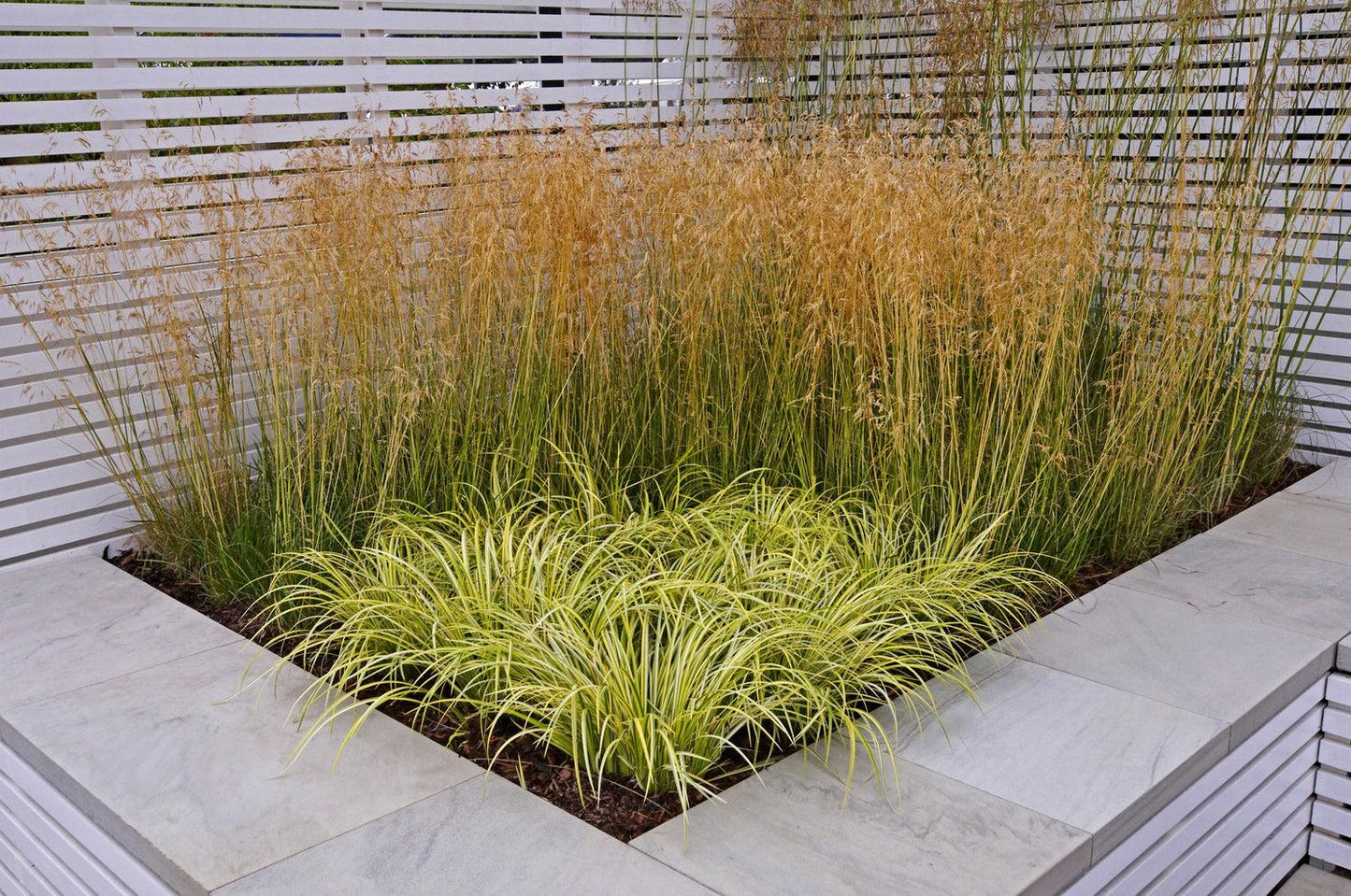 G0097 Grass, Carex Oshimensis 'evergold' - View 20 from www redcrocus com