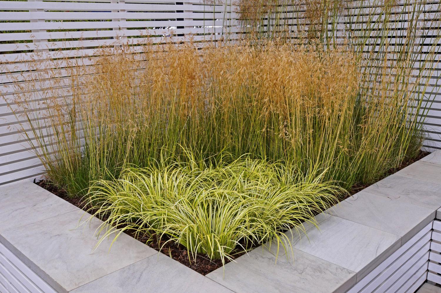 G0097 Grass, Carex Oshimensis 'evergold' - View 20 from www redcrocus com