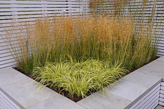 G0097 Grass, Carex Oshimensis 'evergold' - View 20 from www redcrocus com