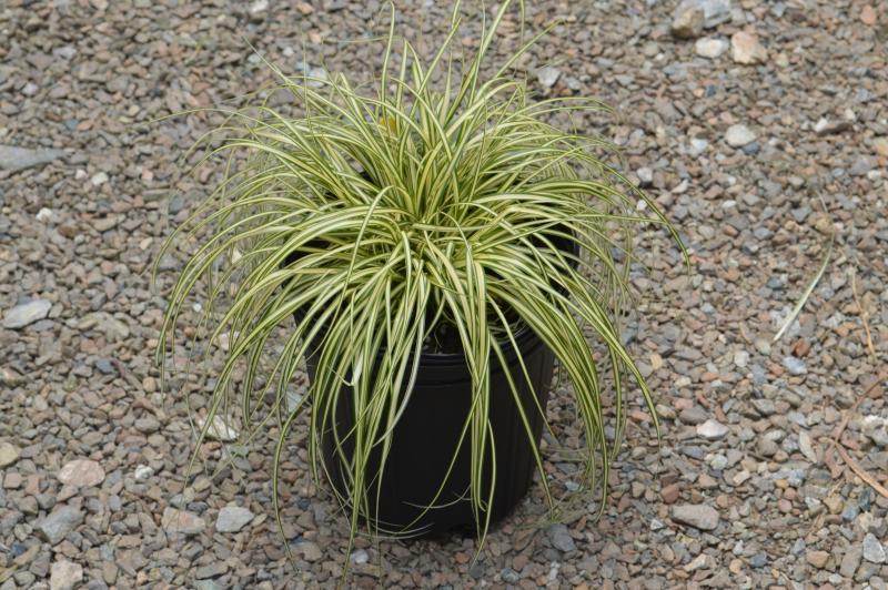 G0097 Grass, Carex Oshimensis 'evergold' - View 21 from www redcrocus com