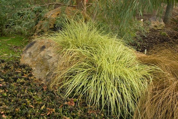 G0097 Grass, Carex Oshimensis 'evergold' - View 22 from www redcrocus com