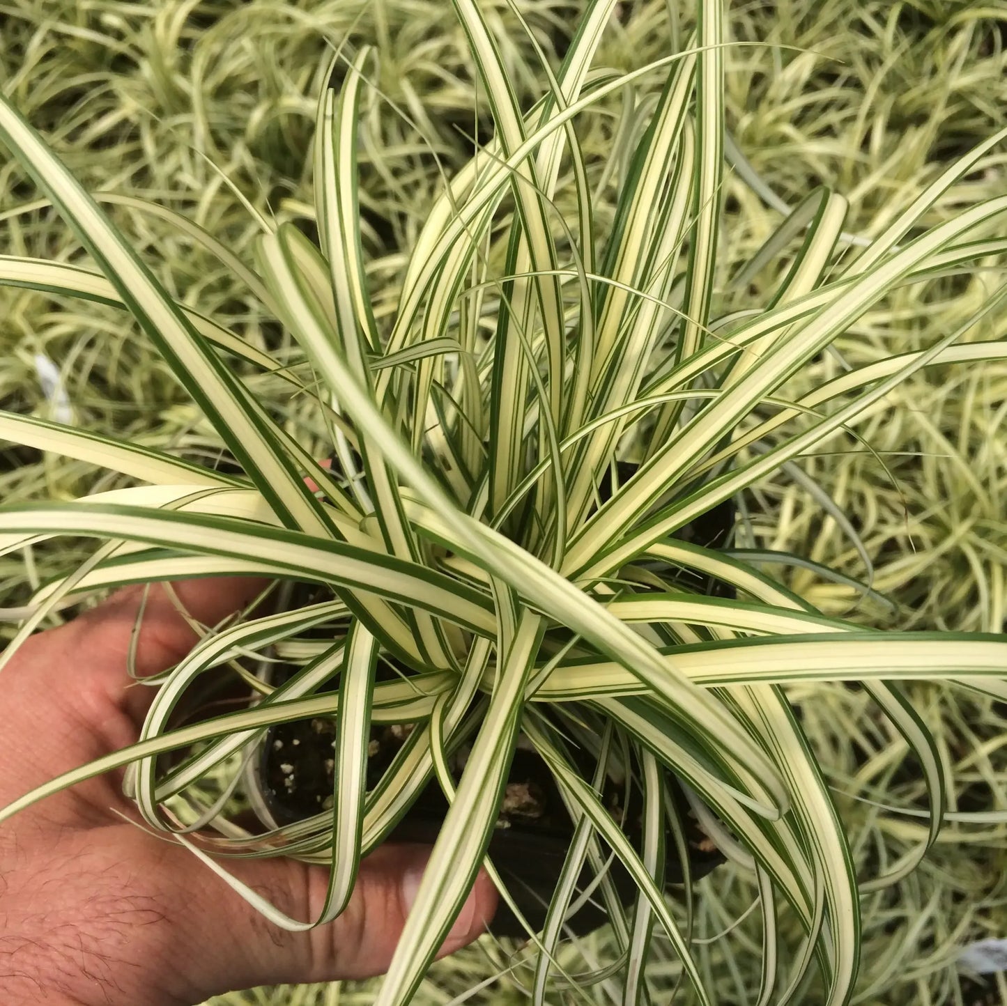 G0097 Grass, Carex Oshimensis 'evergold' - View 25 from www redcrocus com