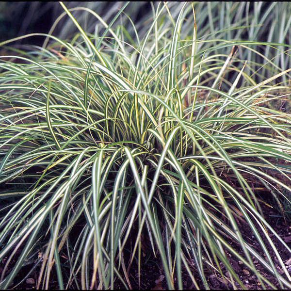 G0097 Grass, Carex Oshimensis 'evergold' - View 26 from www redcrocus com