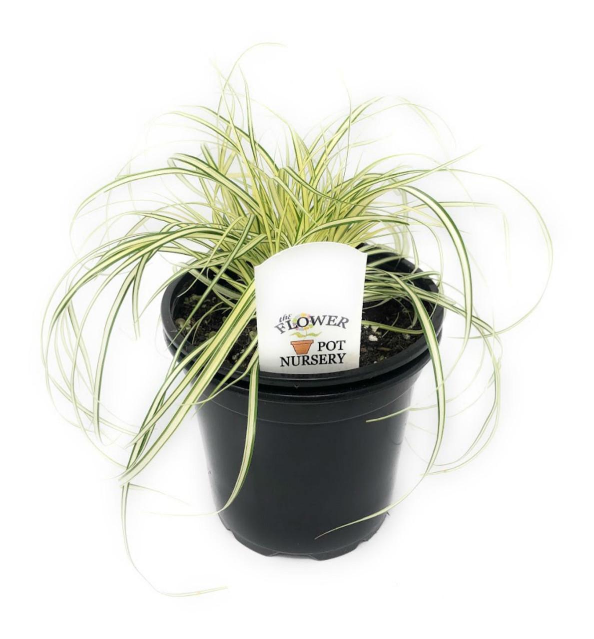 G0097 Grass, Carex Oshimensis 'evergold' - View 27 from www redcrocus com