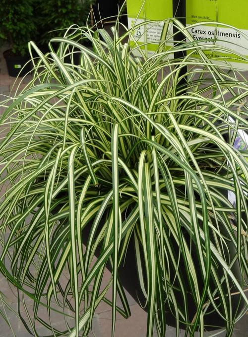G0097 Grass, Carex Oshimensis 'evergold' - View 28 from www redcrocus com