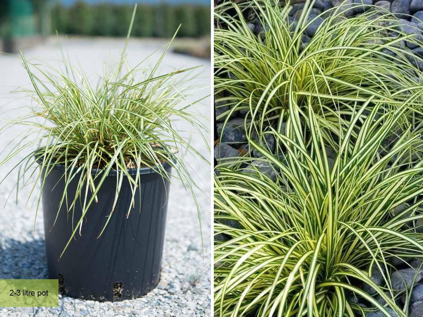 G0097 Grass, Carex Oshimensis 'evergold' - View 29 from www redcrocus com