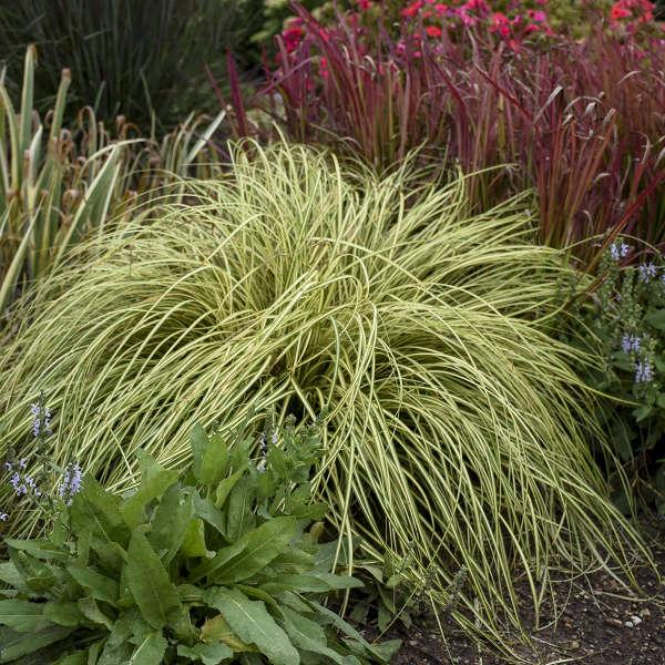 G0097 Grass, Carex Oshimensis 'evergold' - View 2 from www redcrocus com