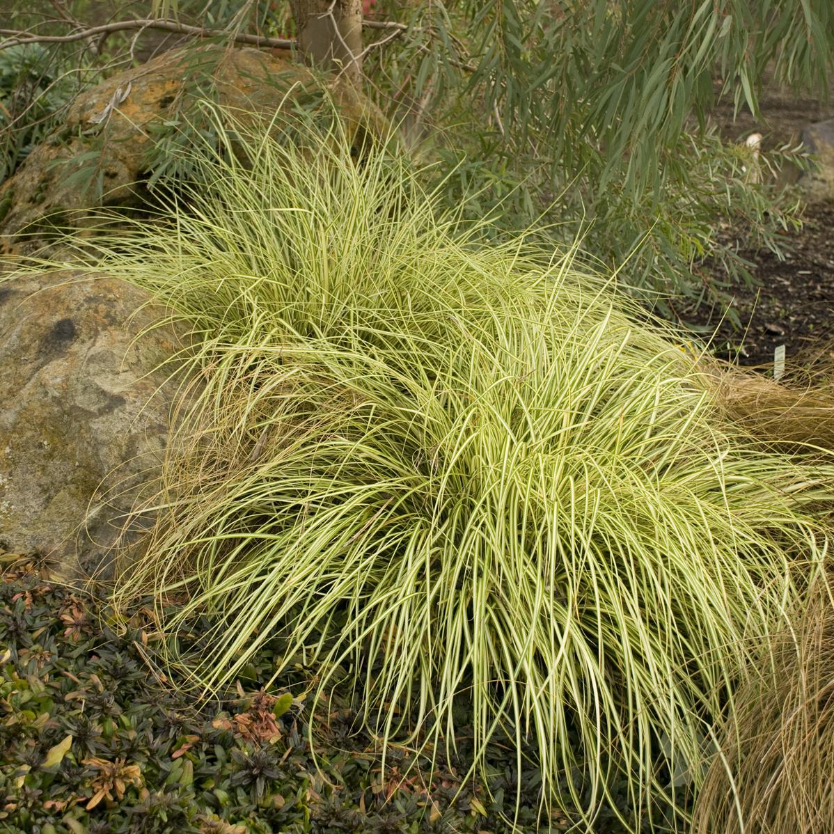 G0097 Grass, Carex Oshimensis 'evergold' - View 30 from www redcrocus com