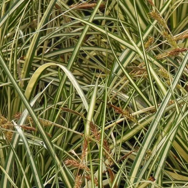 G0097 Grass, Carex Oshimensis 'evergold' - View 31 from www redcrocus com