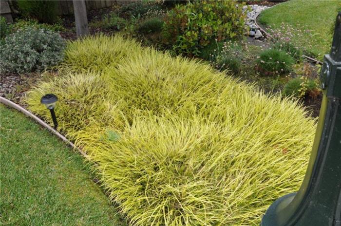 G0097 Grass, Carex Oshimensis 'evergold' - View 3 from www redcrocus com