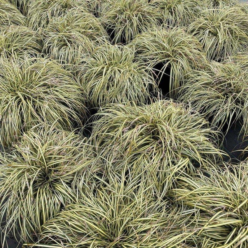 G0097 Grass, Carex Oshimensis 'evergold' - View 5 from www redcrocus com