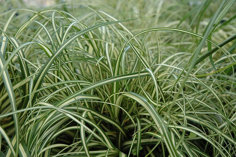 G0097 Grass, Carex Oshimensis 'evergold' - View 7 from www redcrocus com
