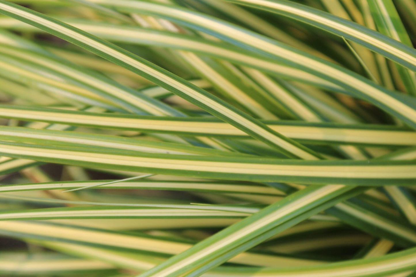 G0097 Grass, Carex Oshimensis 'evergold' - View 9 from www redcrocus com