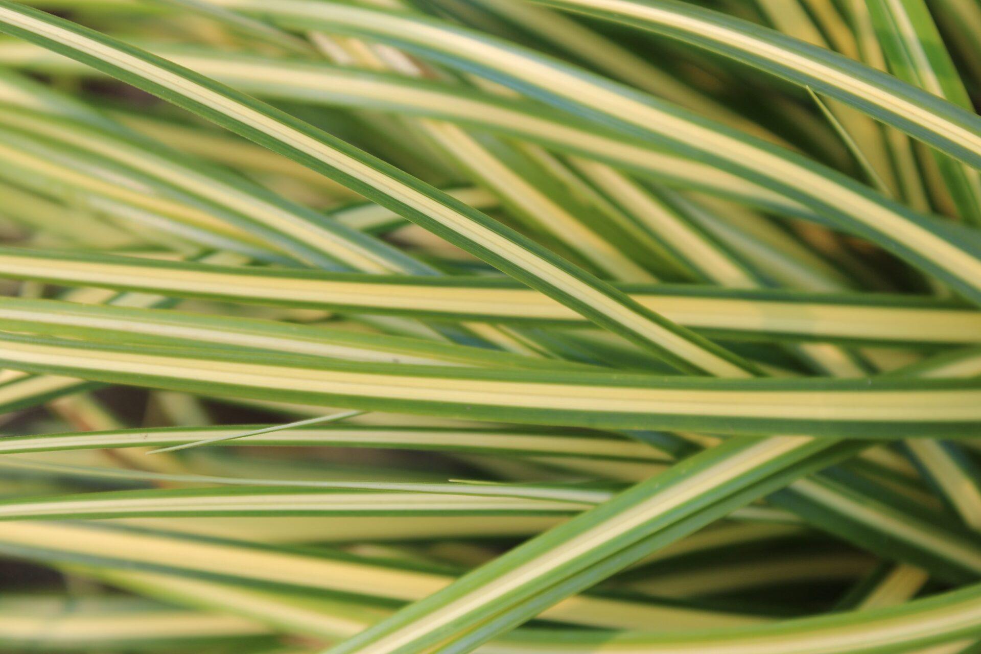G0097 Grass, Carex Oshimensis 'evergold' - View 9 from www redcrocus com
