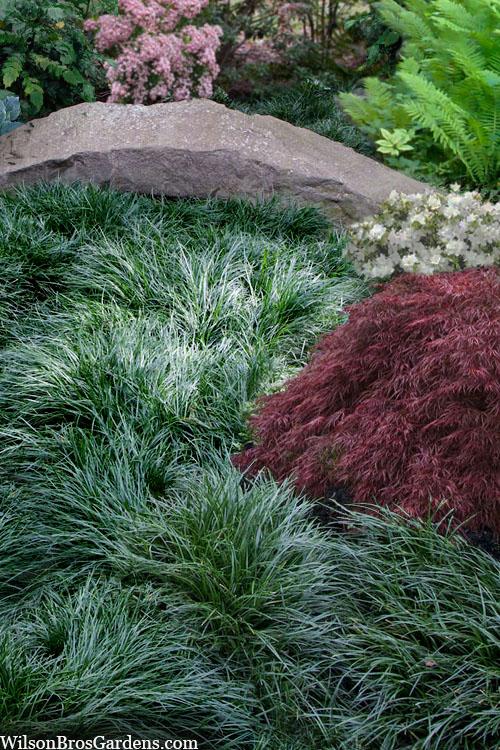 G0099 Grass, Ophiopogon Japonicus - View 10 from www redcrocus com