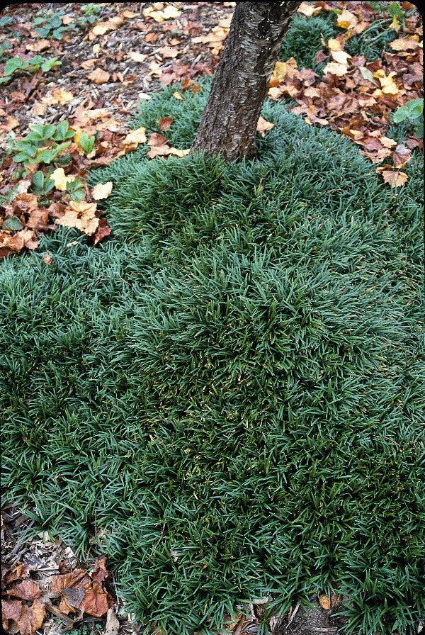 G0099 Grass, Ophiopogon Japonicus - View 12 from www redcrocus com