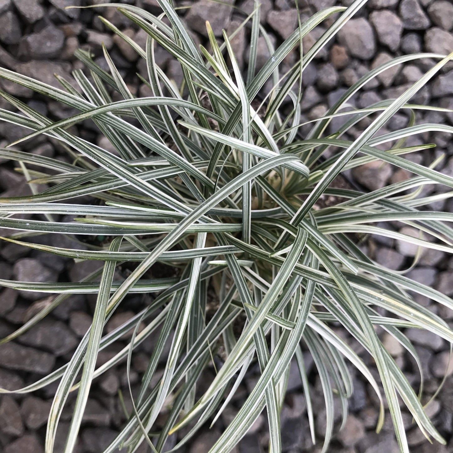 G0099 Grass, Ophiopogon Japonicus - View 13 from www redcrocus com